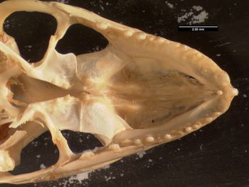 Media type: image;   Herpetology R-13328